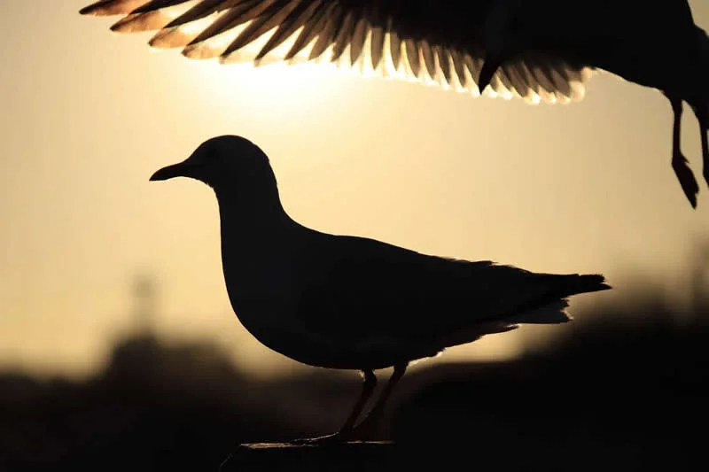 Feathered Wonders! 25 Outstanding Photos From the 2026 BirdLife Australia Photography Awards 52 Youth - Commended: Evening Squabble By Zachary French - 2026 BirdLife Australia Photography Awards