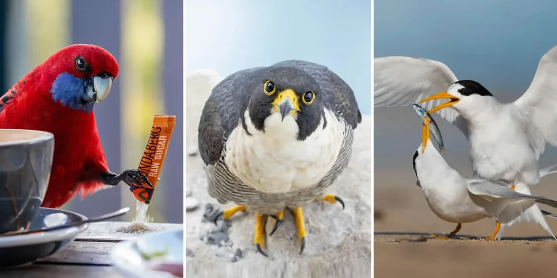 Feathered Wonders! 25 Outstanding Photos From the 2026 BirdLife Australia Photography Awards 26 2026 BirdLife Australia Photography Awards