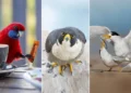 2026 BirdLife Australia Photography Awards