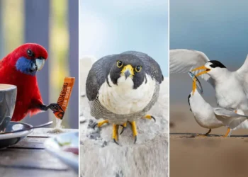 2026 BirdLife Australia Photography Awards