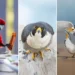 2026 BirdLife Australia Photography Awards