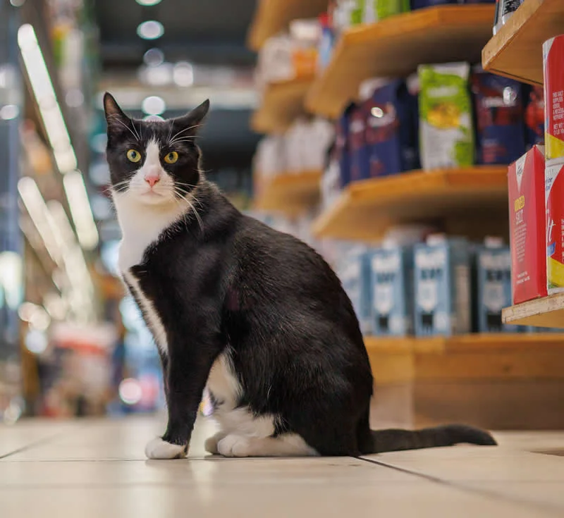 Oreo sits on the floor inside a Park Slope bodega.