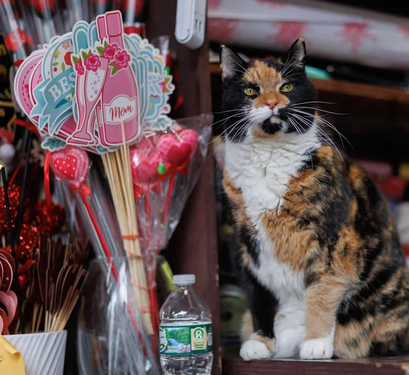 Pancha sits beside a display inside a Hell's Kitchen bodega.