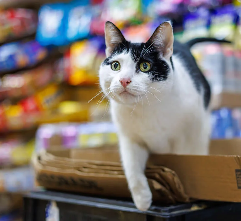 Prince leans over a cardboard box inside a SoHo bodega.