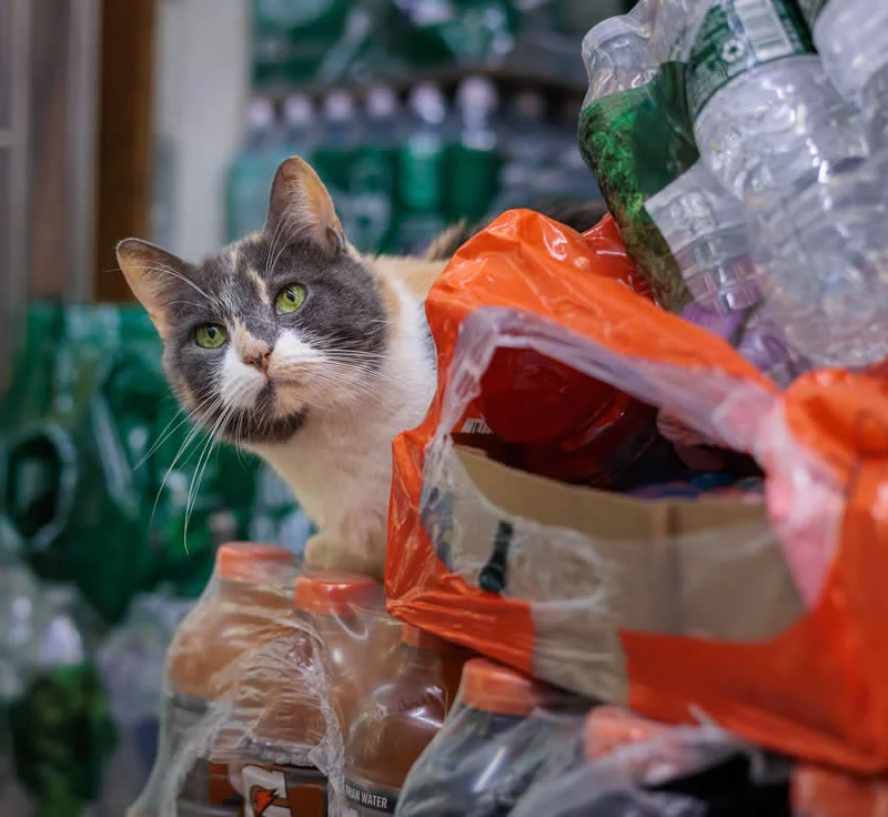 Francesca sits among store inventory inside a Williamsburg bodega