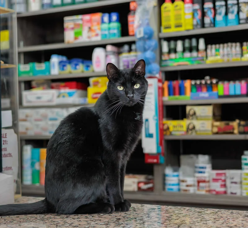 Midnight sits on the counter inside a Fort Wadsworth bodega on Staten Island.