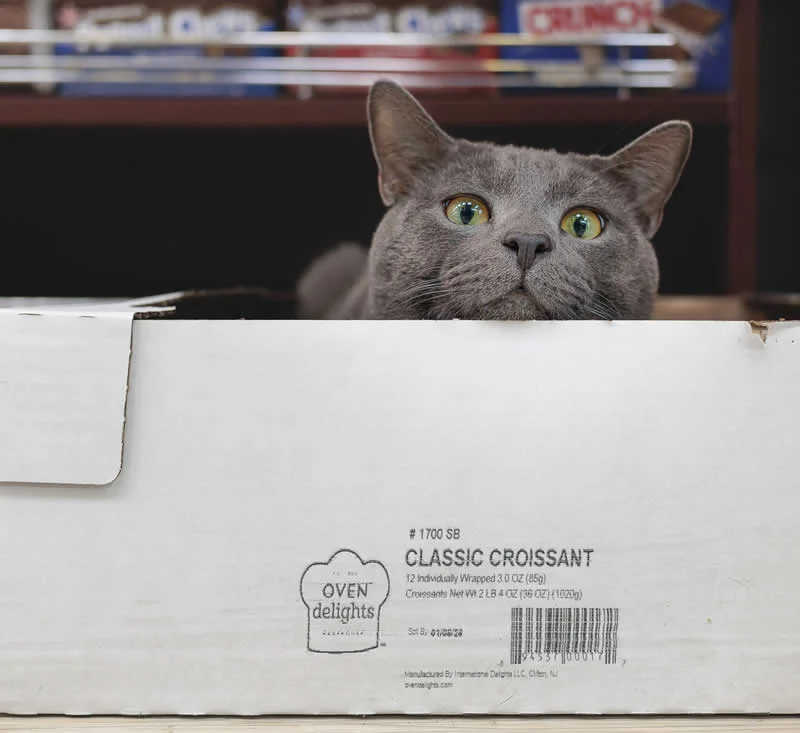 Smokey peers over a pastry box inside a Midwood bodega.