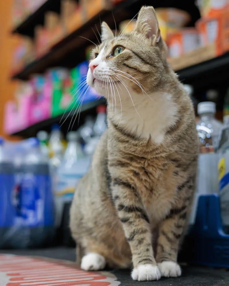 Chapo sits on the counter inside a Bay Ridge bodega.