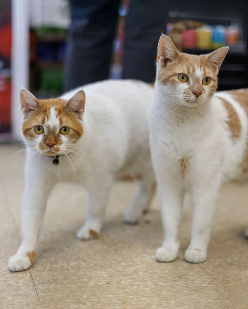 Cappuccino and Juanito stand together inside a Greenwood Heights bodega.