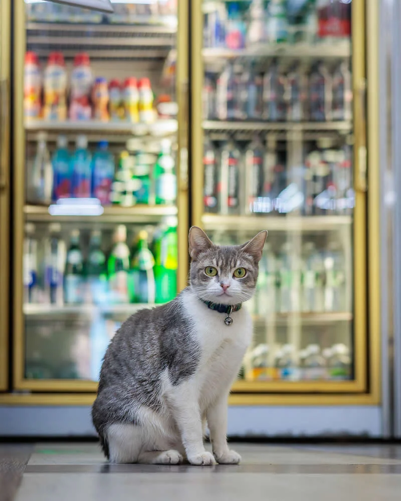 Diamond sits in front of refrigerated cases inside an Astoria bodega.