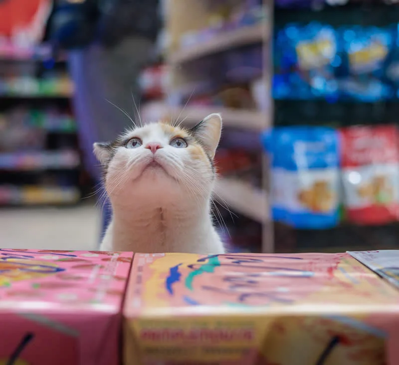 Layla peers over a display inside a Financial District bodega.