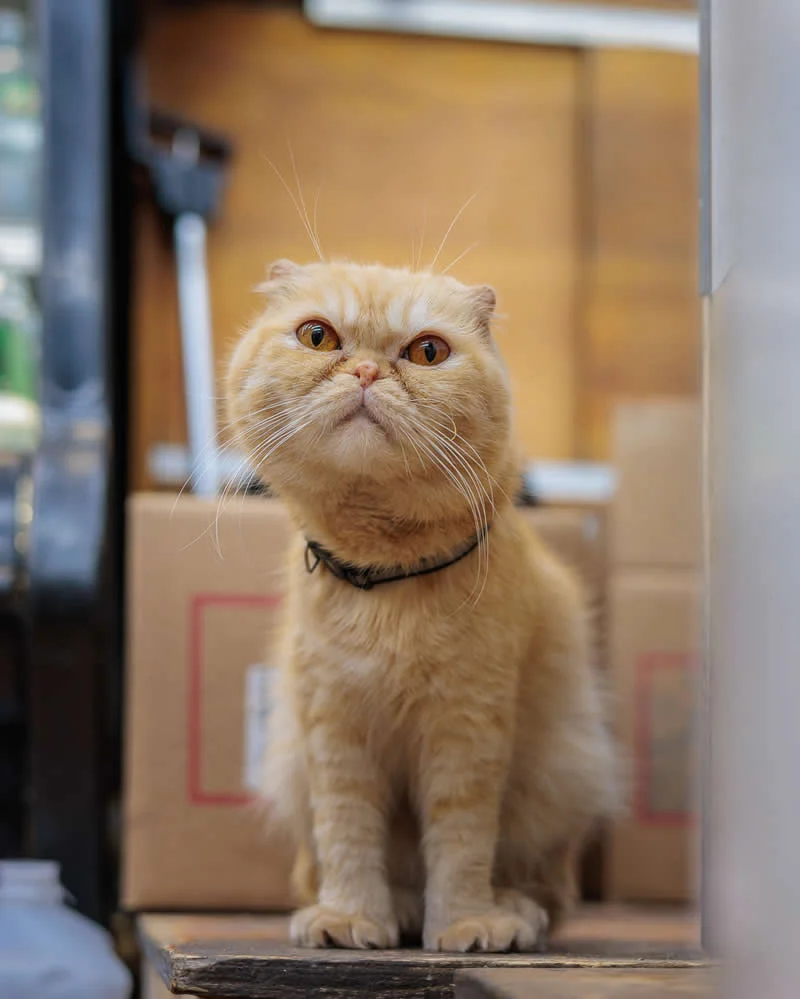 Mia Garfield pauses near the doorway inside an Upper East Side bodega.