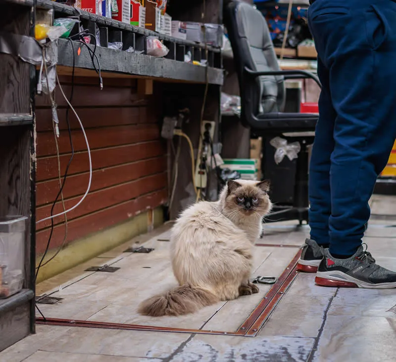 Tony watches the aisle from the floor of a Bronx bodega.