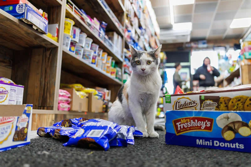 Nancy sits at the end of an aisle inside a Sunset Park bodega.