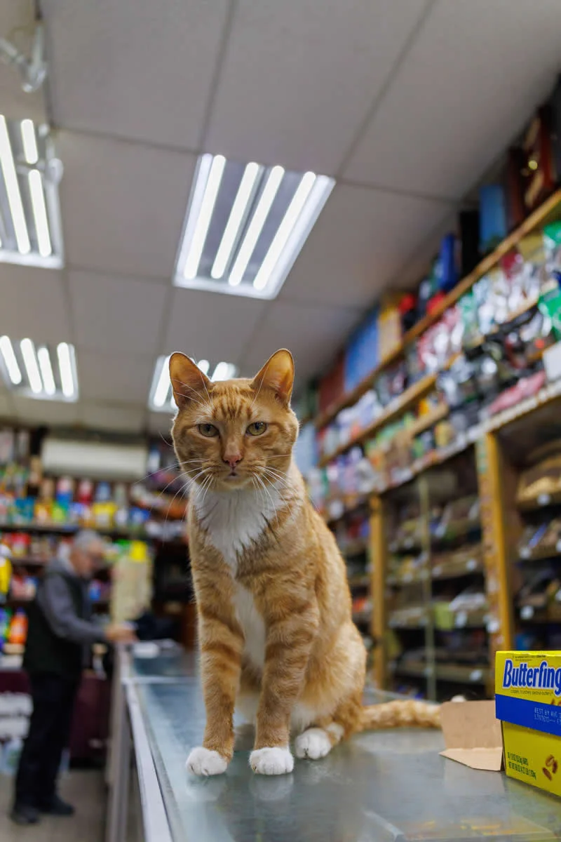 Omish sits on the counter inside a Park Slope bodega.