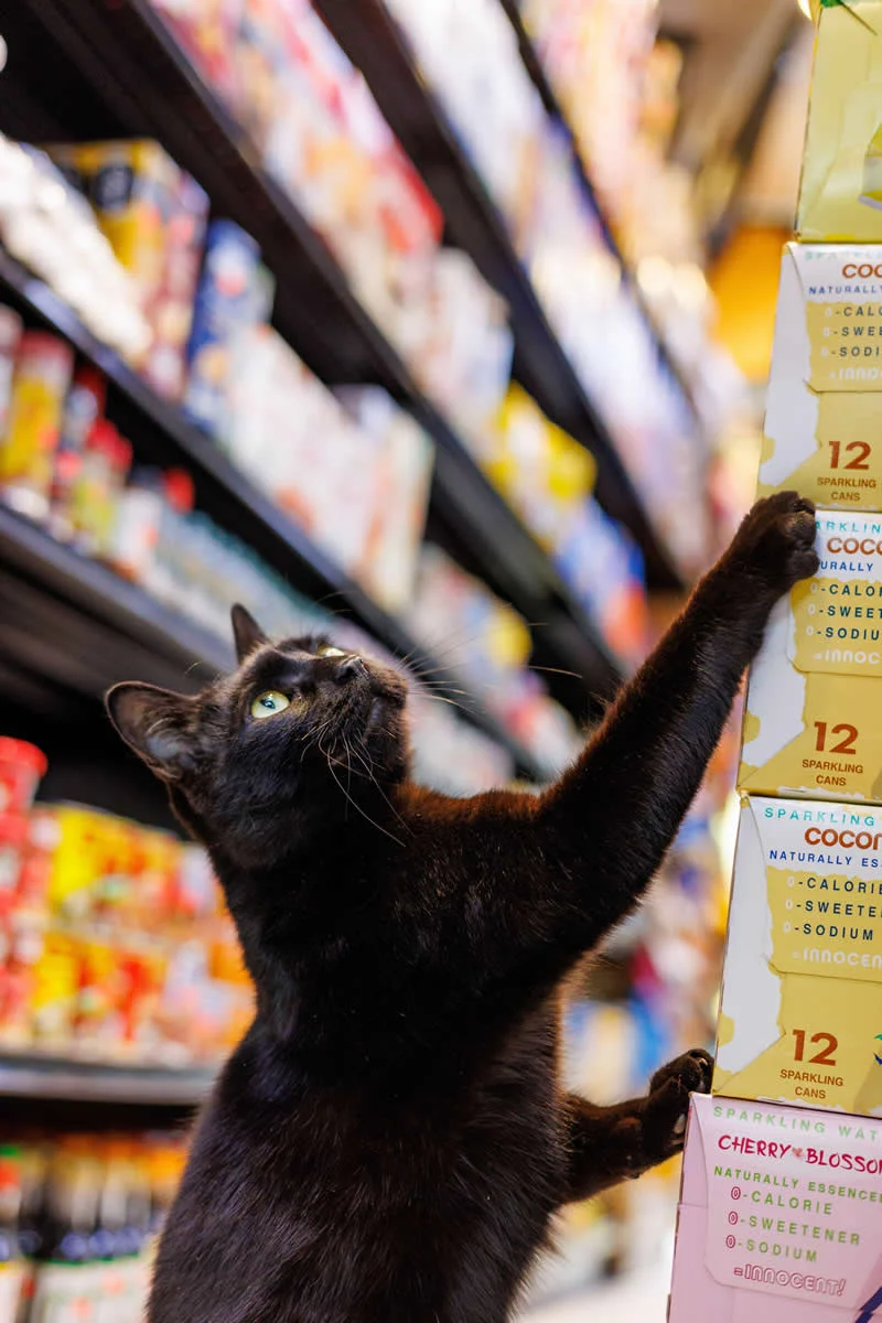 Pepe reaches toward a display inside an East Williamsburg bodega.