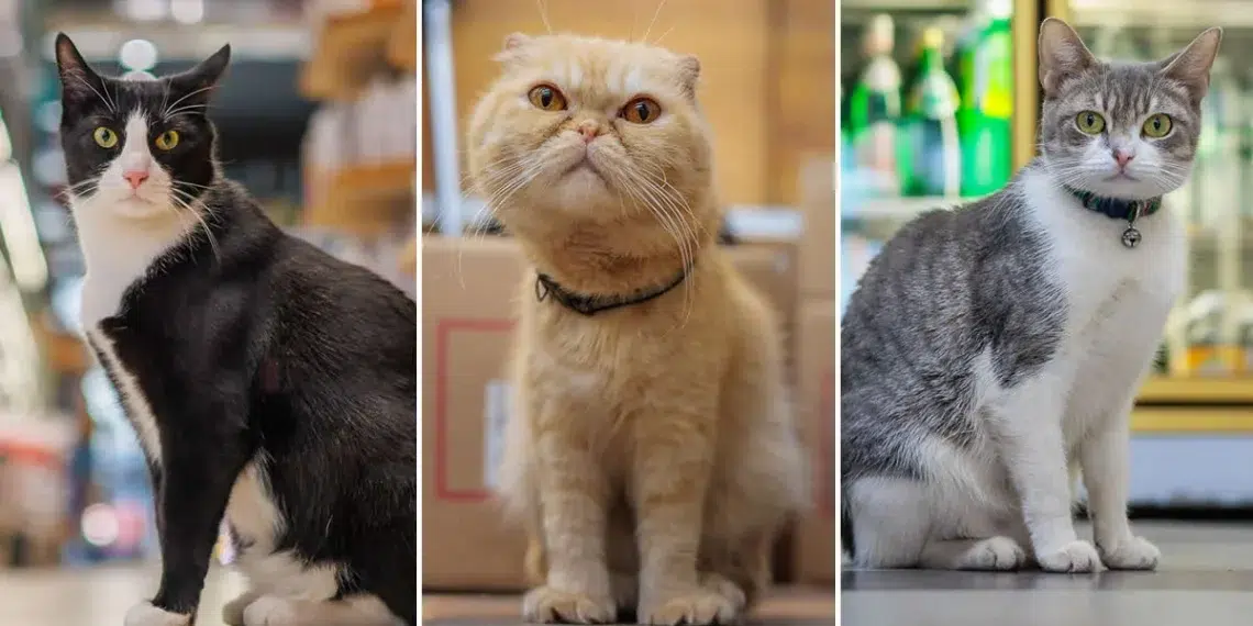 Bodega Cats of New York