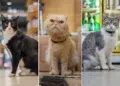 Photographer Captures the Secret Lives of New York City’s Beloved Bodega Cats 82 Bodega Cats of New York