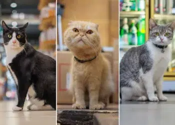 Photographer Captures the Secret Lives of New York City’s Beloved Bodega Cats 73 Bodega Cats of New York