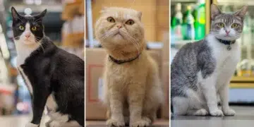 Bodega Cats of New York