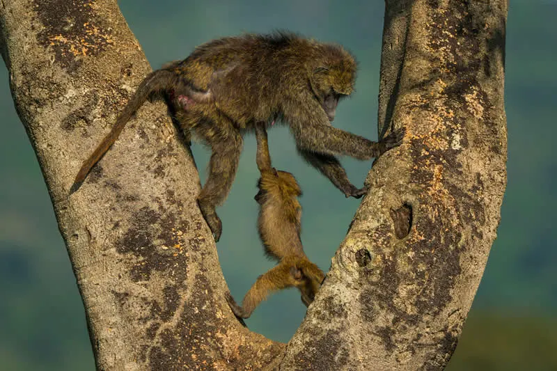 Hercules, the baboon by Andy Parkinson, UK - 2026 Comedy Wildlife Photography Awards