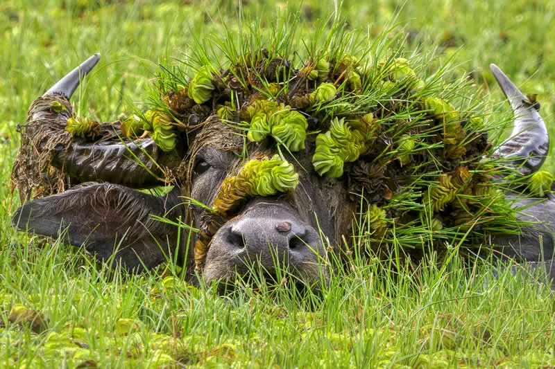 Doris with her hat by Andy Rouse, UK - 2026 Comedy Wildlife Photography Awards