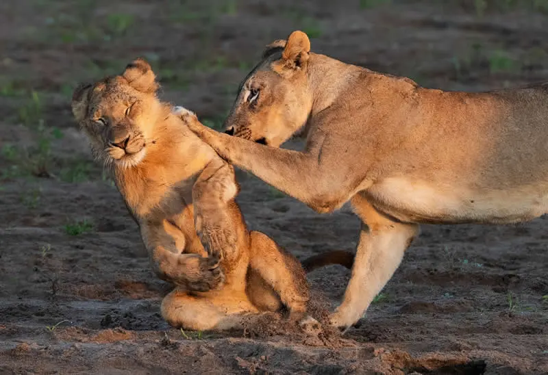Push Over by Barbara Seiberl-Stark, Austria - 2026 Comedy Wildlife Photography Awards