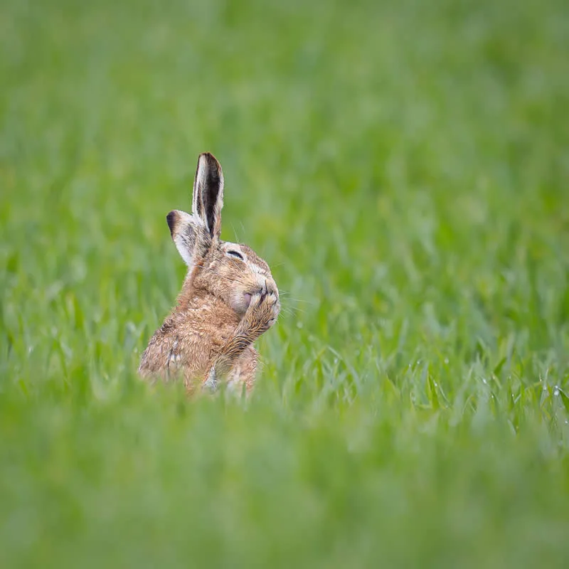 Oops - I think I just parped by Carolyn Moore, UK - 2026 Comedy Wildlife Photography Awards