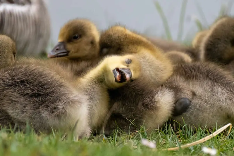 Zonkling by Celine Nic Oireachtaigh, Ireland - 2026 Comedy Wildlife Photography Awards