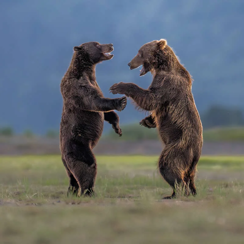 Bears Sharing a Joke by Charles Janson, USA - 2026 Comedy Wildlife Photography Awards