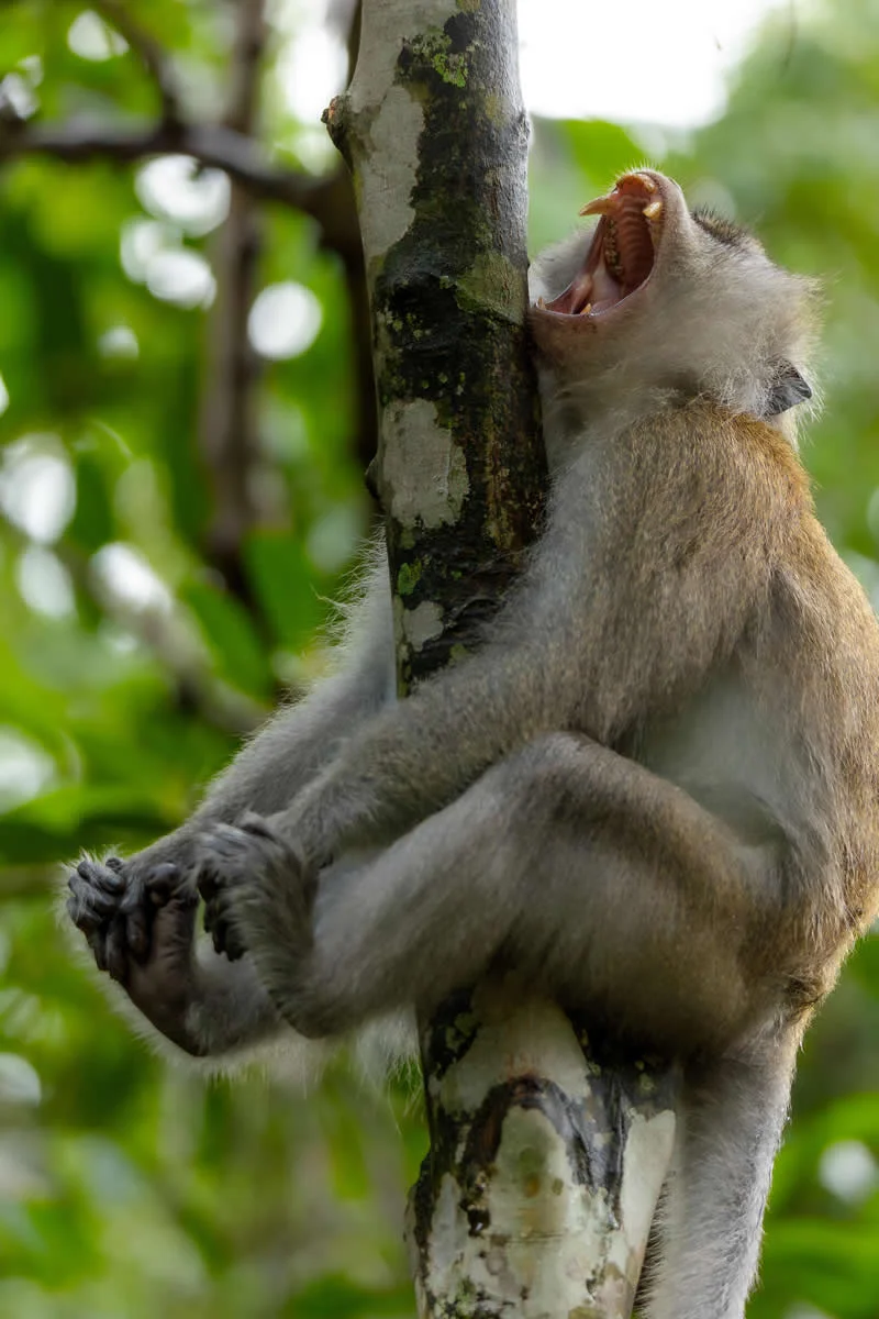 The Leap He'll Never Forget by David Lee, Singapore - 2026 Comedy Wildlife Photography Awards