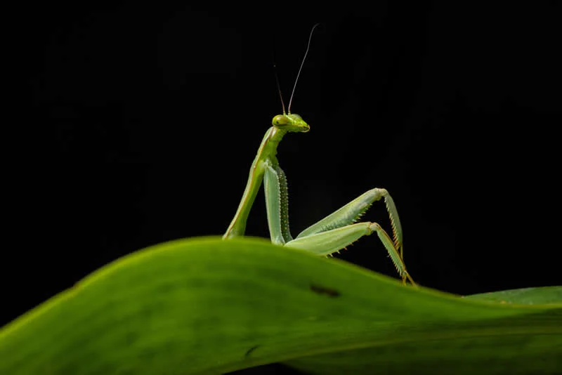 Sexy mantis by Diego Perez, Peru - 2026 Comedy Wildlife Photography Awards