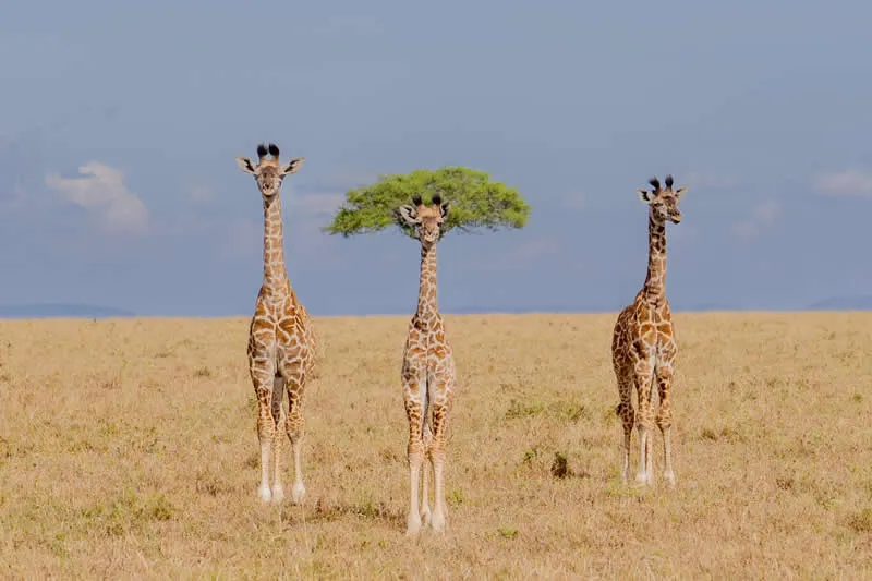 The different one by Dirk Koster, Netherlands - 2026 Comedy Wildlife Photography Awards