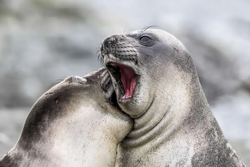 Oooh, that tickles... by Doug Gimesy, Australia - 2026 Comedy Wildlife Photography Awards