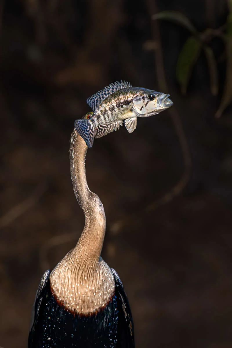 Fish-headed bird by Eigil B Jensen, Norway - 2026 Comedy Wildlife Photography Awards