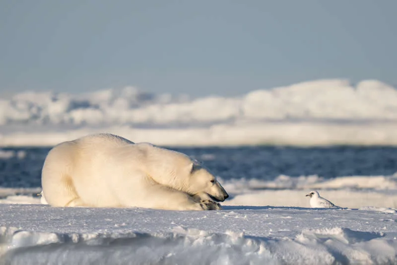 If I were just a little faster... by Eric Boren, USA - 2026 Comedy Wildlife Photography Awards