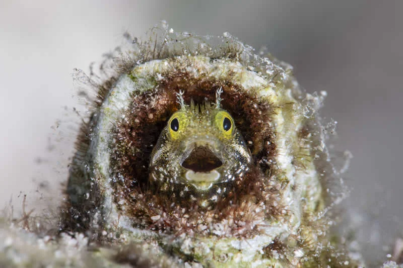 Did I sleep past my alarm? by Fabi Fregonesi, Brazil - 2026 Comedy Wildlife Photography Awards