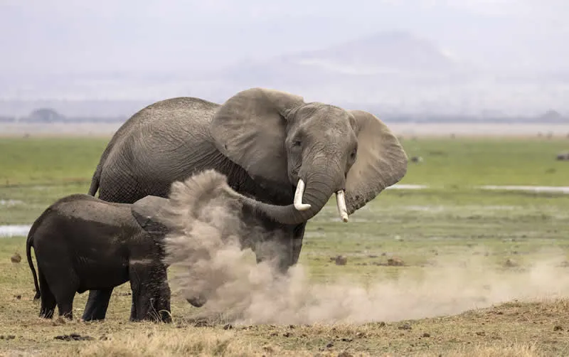 Lessons by Heather Cudworth, USA - 2026 Comedy Wildlife Photography Awards