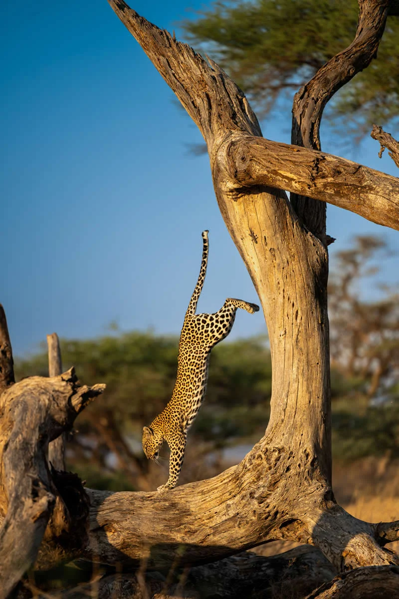The Handstand by Homagni Sahana, India - 2026 Comedy Wildlife Photography Awards