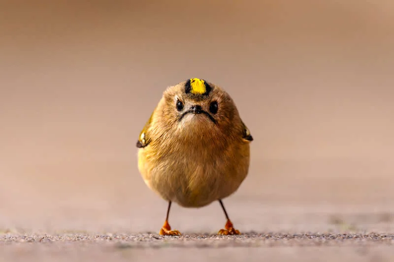 Angry Bird by Jan Wittmer, Germany - 2026 Comedy Wildlife Photography Awards