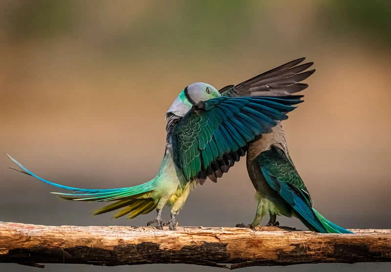 The Secret Kiss by Jeetendra Chaware, India - 2026 Comedy Wildlife Photography Awards