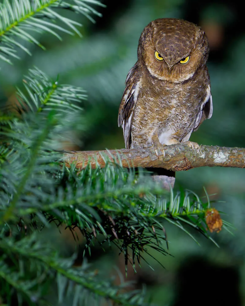 Resting Owl Face by Ka Chum Jacky Sung, Hong Kong - 2026 Comedy Wildlife Photography Awards