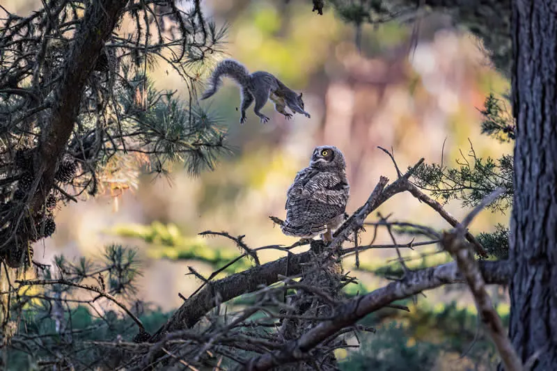 Are You Kidding Me? by Kevin Lohman, USA - 2026 Comedy Wildlife Photography Awards