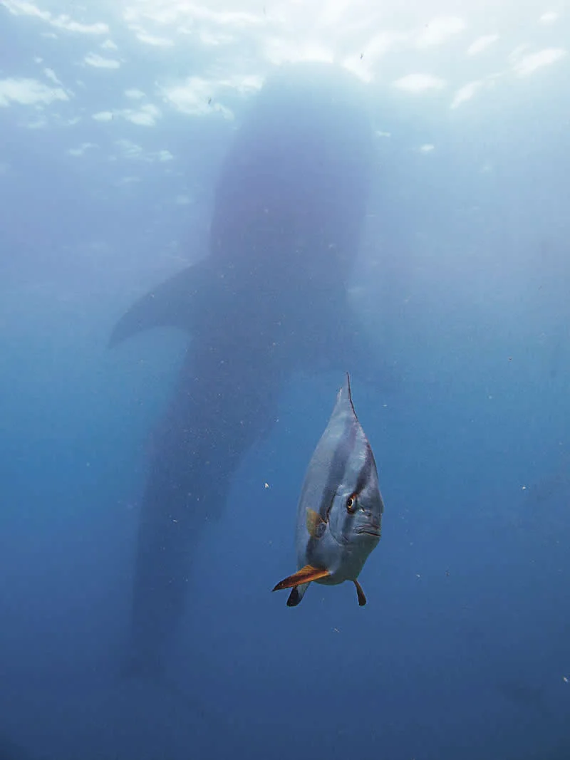 A Very Pressured Spadefish by Kyo Chen, Taiwan - 2026 Comedy Wildlife Photography Awards