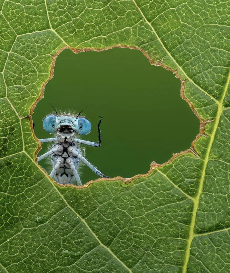 Nature's Window by Lee Frost, UK - 2026 Comedy Wildlife Photography Awards