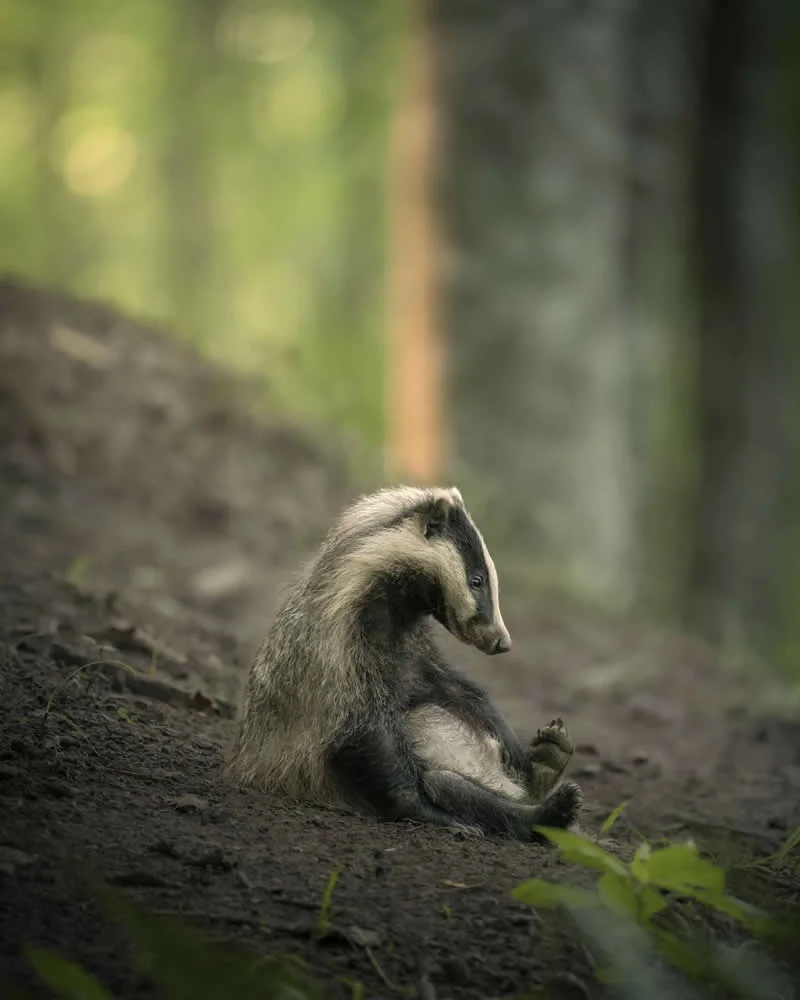 Exhausted Badger cub by Lukas Andree Andersen, Sweden - 2026 Comedy Wildlife Photography Awards