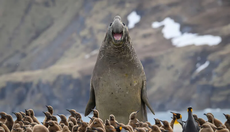Smile by Marek Jackowski, Poland - 2026 Comedy Wildlife Photography Awards