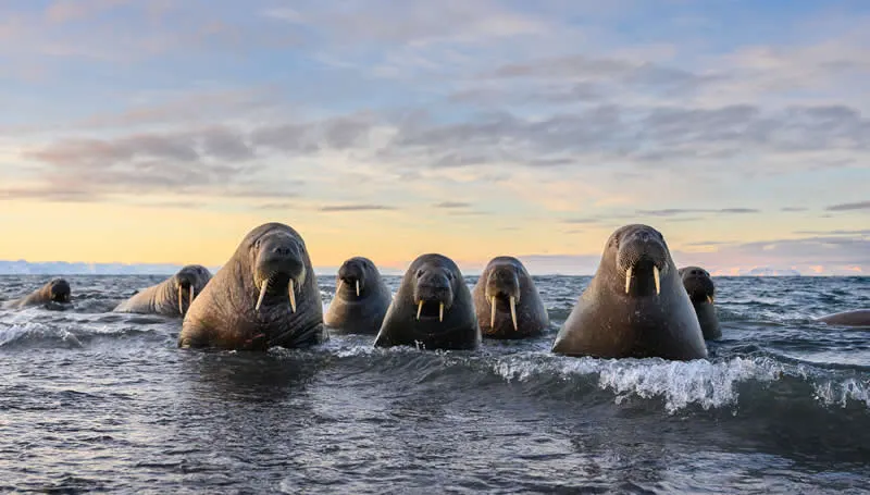 Sea gangsters by Marek Jackowski, Poland - 2026 Comedy Wildlife Photography Awards
