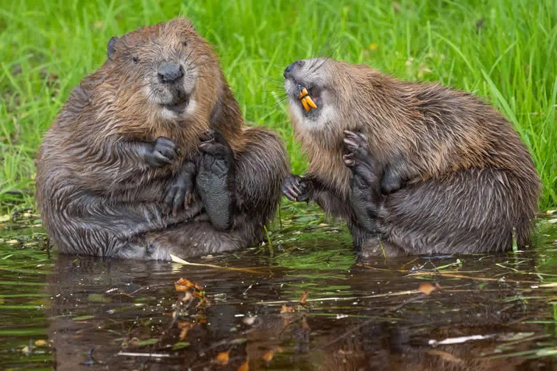 This is my best side by Natalie Veekmans, Belgium - 2026 Comedy Wildlife Photography Awards