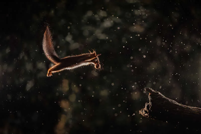 Squirrel wars by Remi Schnell, France - 2026 Comedy Wildlife Photography Awards